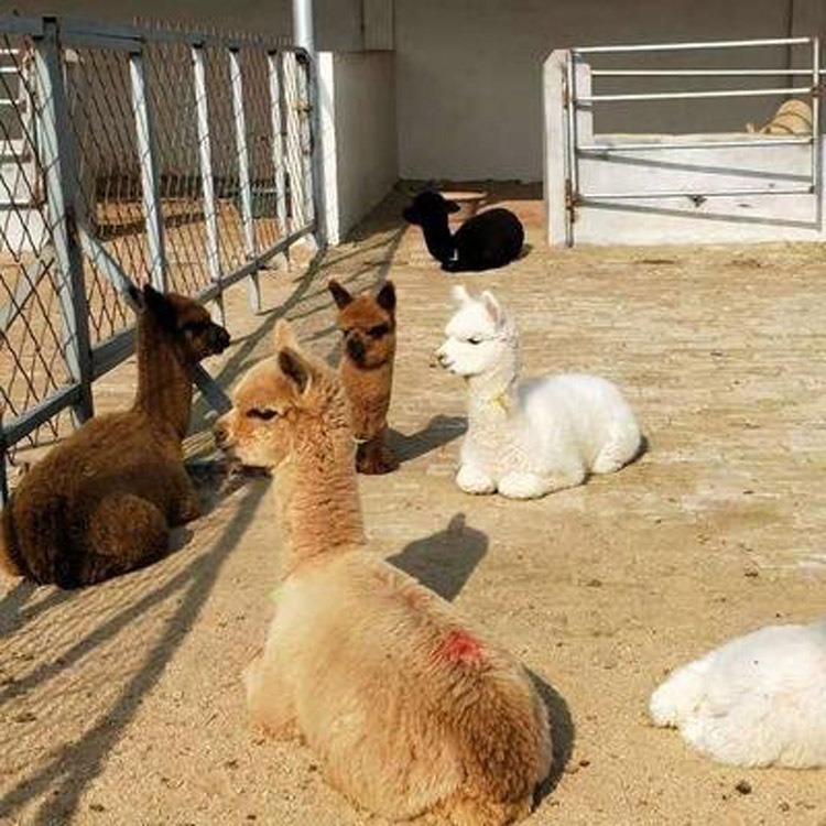 黑龙江白色羊驼一只价格 羊驼养殖场  羊驼幼崽价格一只