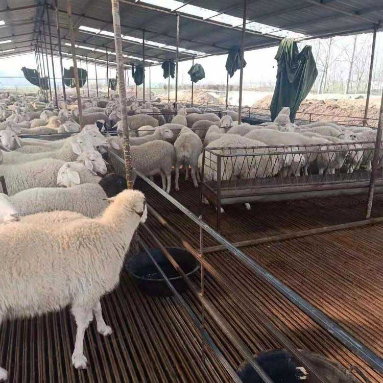 农业养殖小尾寒羊羊羔 现代 头胎小尾寒羊肉羊 新疆小尾寒羊 大量供应
