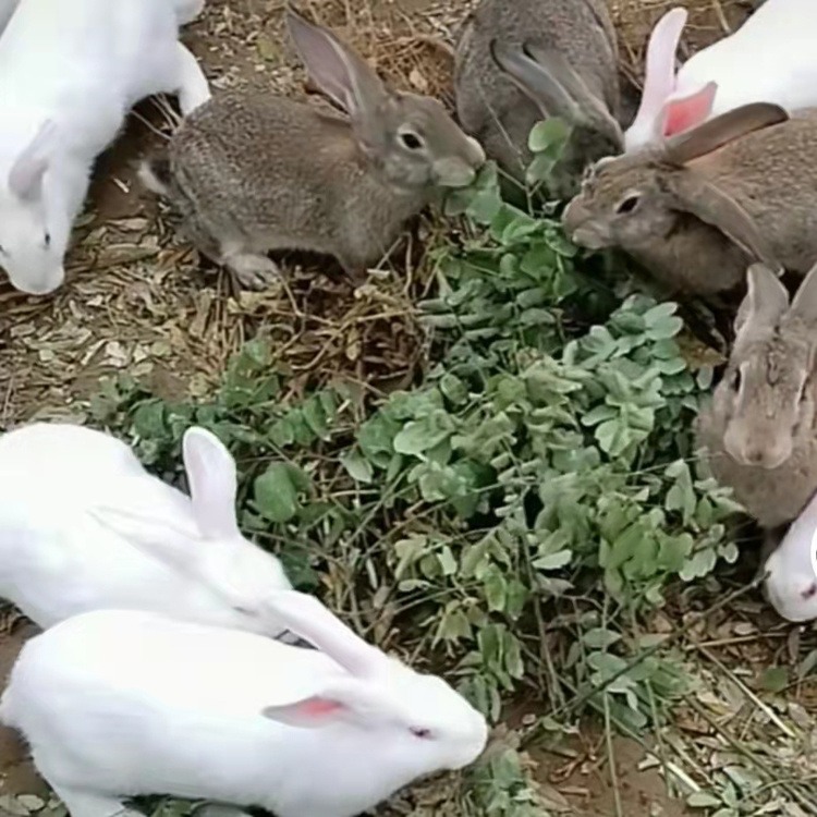 比利时肉兔种兔价格 灰色肉兔种兔价格 种兔养殖场图片
