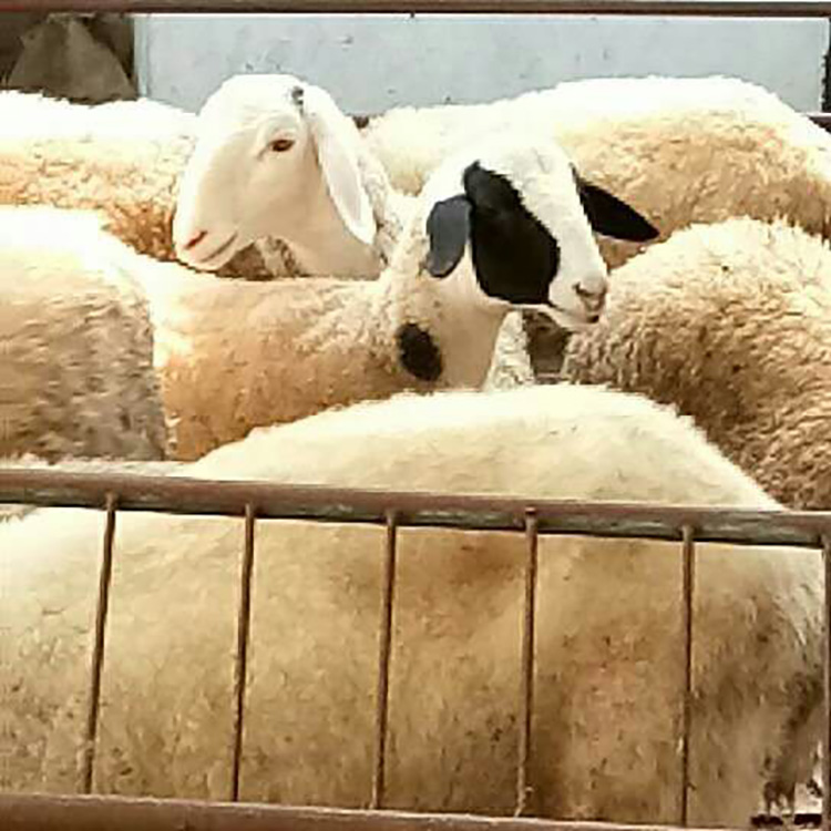 小尾寒羊肉羊养殖场 现代 小尾寒羊市场报价 小尾寒羊种羊基地 大量供应