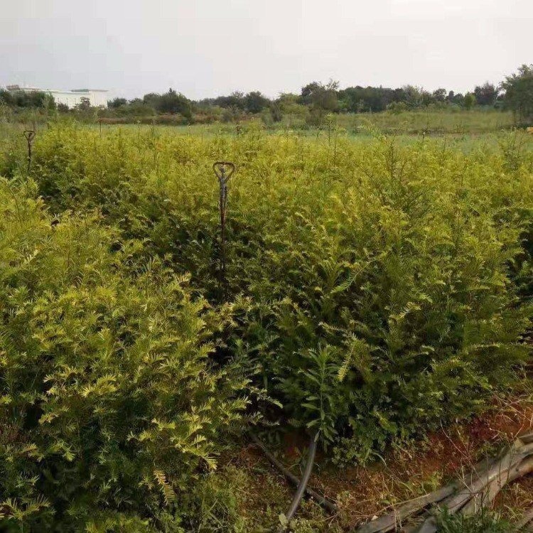 红豆杉苗15-30公分现挖现卖 耐寒耐旱多种规格 地栽红豆杉小苗 先淼园林