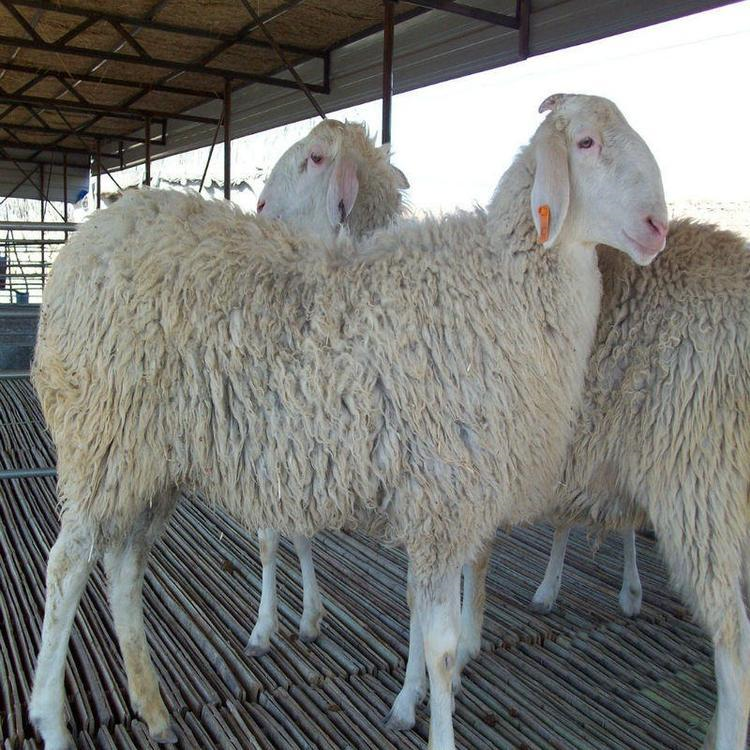 成年小尾寒羊种公羊 现代 小尾寒羊市场价格 小尾寒羊种公羊羊羔 价格优图片