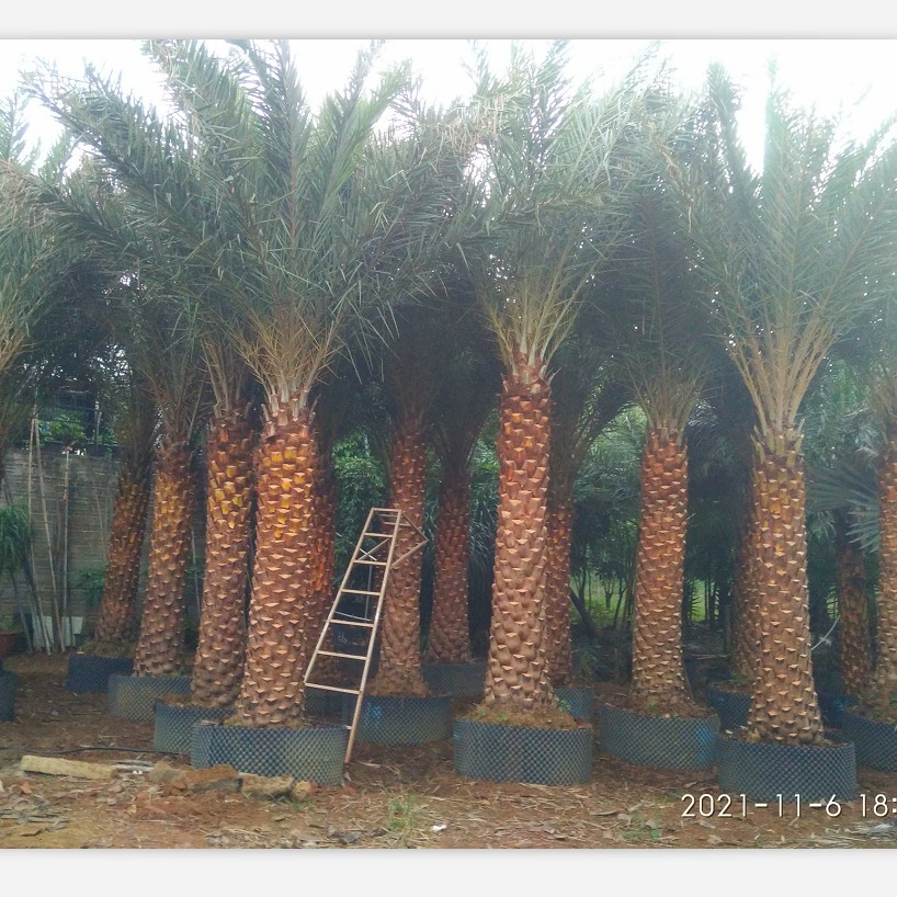 棕榈基地批发银海枣 行道树专用银海枣 专业种植规格齐