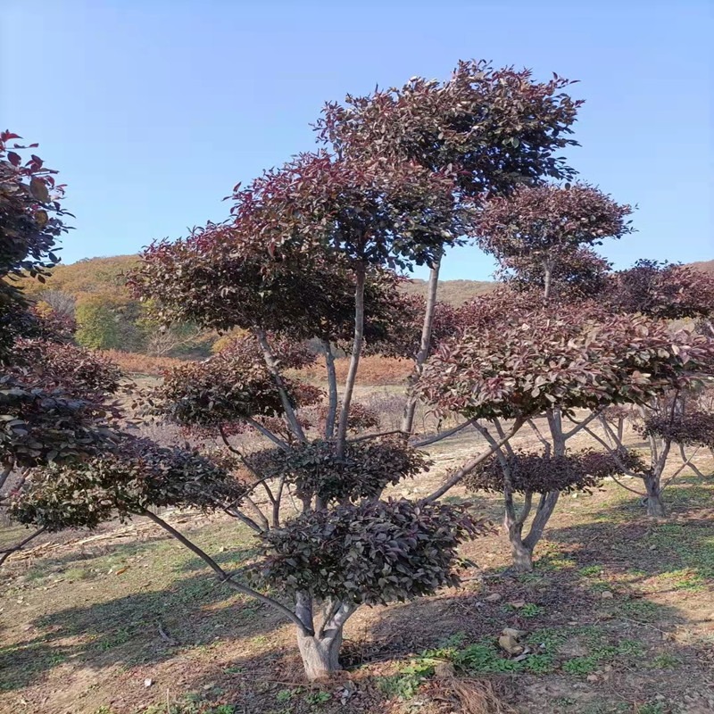 联众苗圃批发 造型红叶李 红叶李云片 2.5米高 冠帽3米 彩叶树