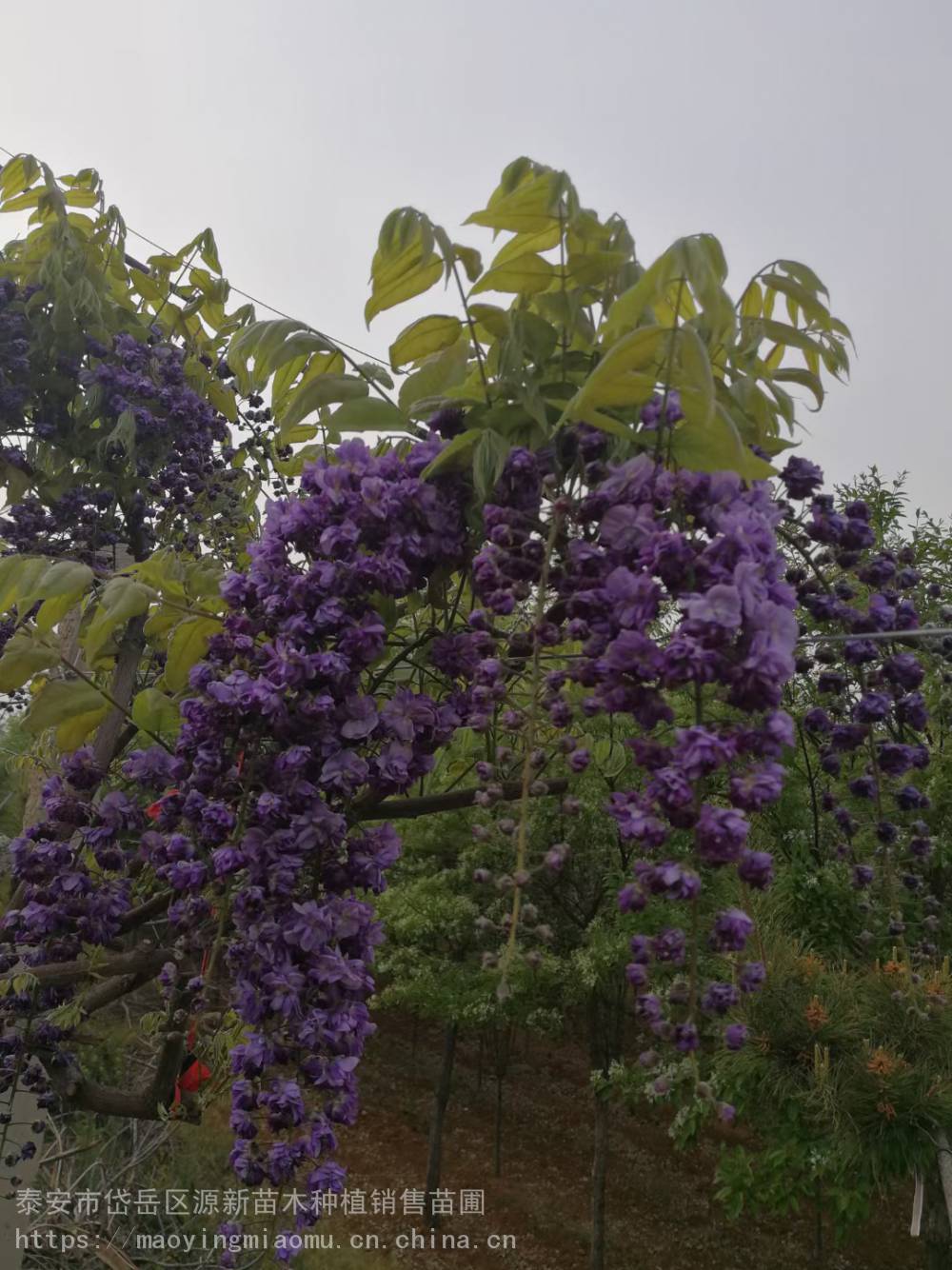 苗圃出售紫藤 景区庭院棚架绿化植物 易成活
