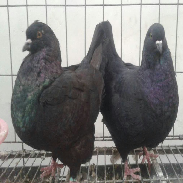 元宝鸽黑色的 大体型的元宝鸽 元宝鸽种鸽 元宝鸽养殖场 元宝鸽红色的