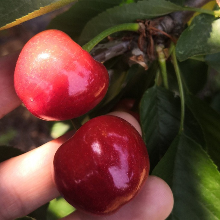基地出售吉塞拉矮化樱桃苗 1年2年3年美早矮化大樱桃树苗价格