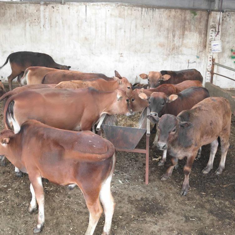肉牛养殖场出售 利木赞牛养殖场 利木赞牛犊价格 鼎荣 提前预定