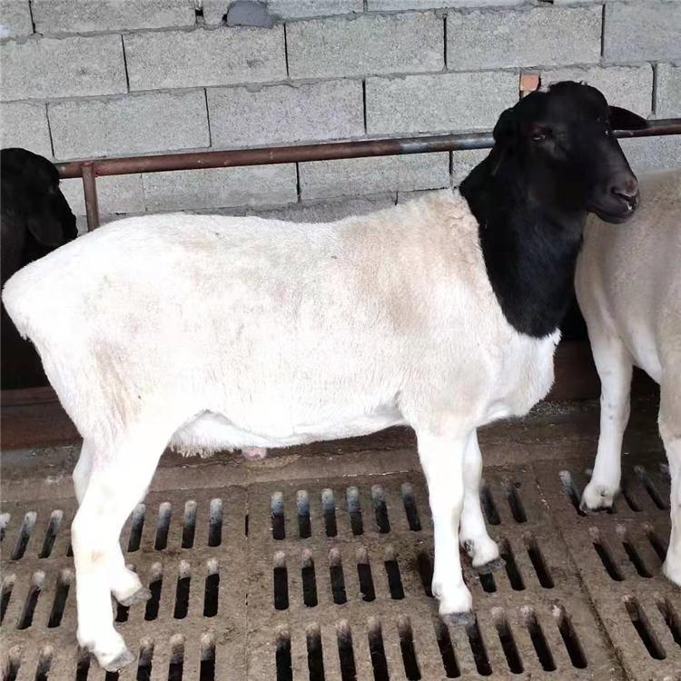黑头杜泊羊报价 通凯 厂家出售 黑头杜泊羊价格 纯种杜泊羊养殖基地示例图5