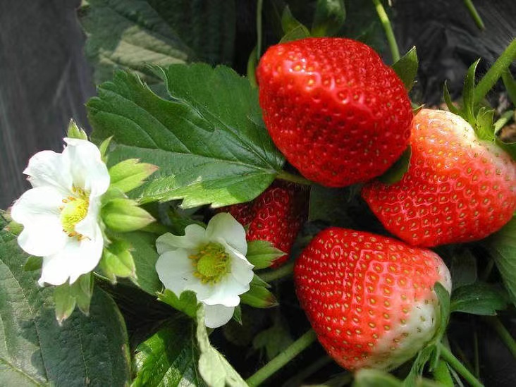 淡雪草莓苗奶油草莓苗打冷发货基地直销现挖