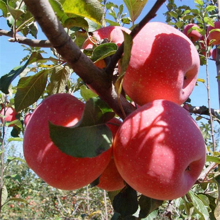 红富士苹果树苗 1公分嫁接苹果苗规格 红富士苹果苗价格 泰安兴红农业图片