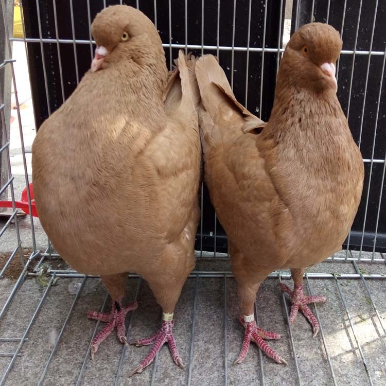 宁夏红色元宝鸽价格2021 元宝鸽子种鸽养殖  大型元宝鸽子养殖场