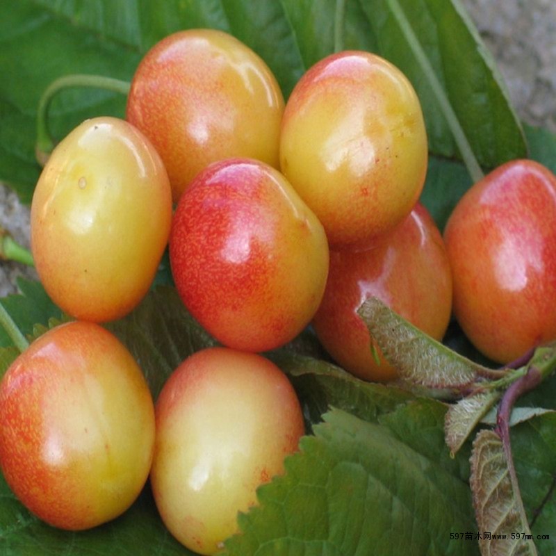 品种樱桃，车厘子早熟，中晚熟基地保湿发货带土球发货提高成活率