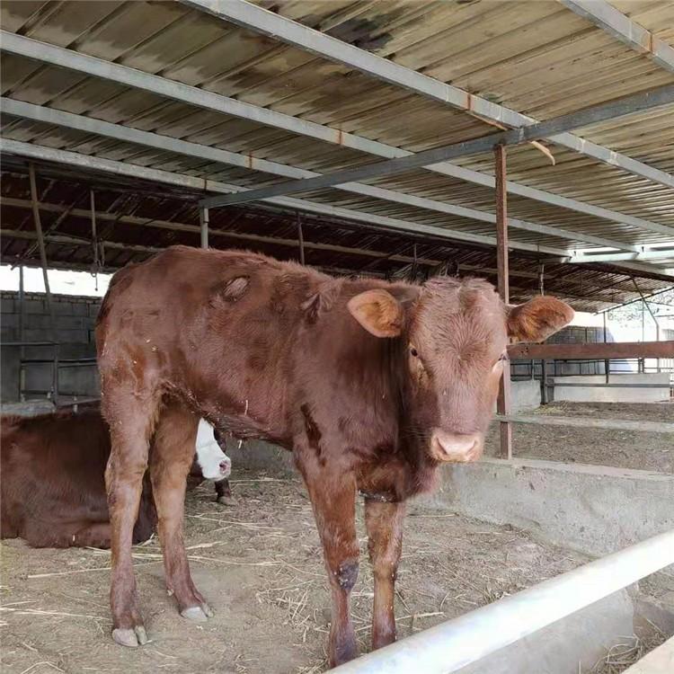 利木赞牛养殖场 山东肉牛养殖场 利木赞牛养殖场厂家 鼎荣 提供技术支持