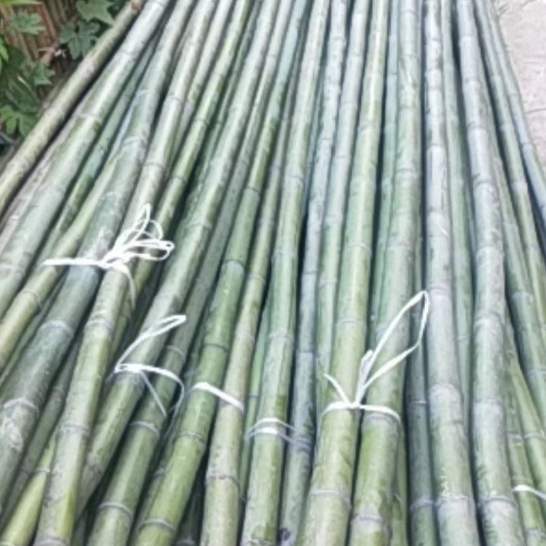 温室搭建竹竿厂家 房屋内外装修竹秆 淡竹 青竹量大从优