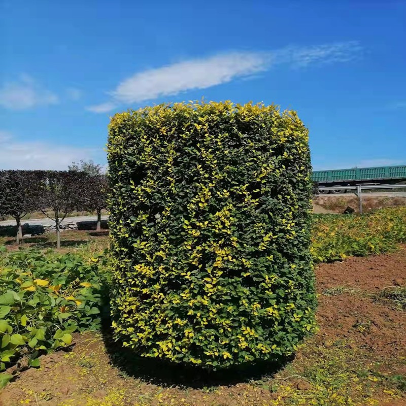 联众苗圃批发造型金叶榆柱 高1.8-2.5米 冠50-80公分 圆柱型造型金叶榆图片