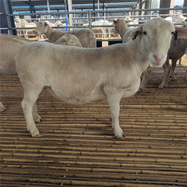 改良澳洲白绵羊 澳洲白肉羊苗批发 肉羊前景 农家养殖