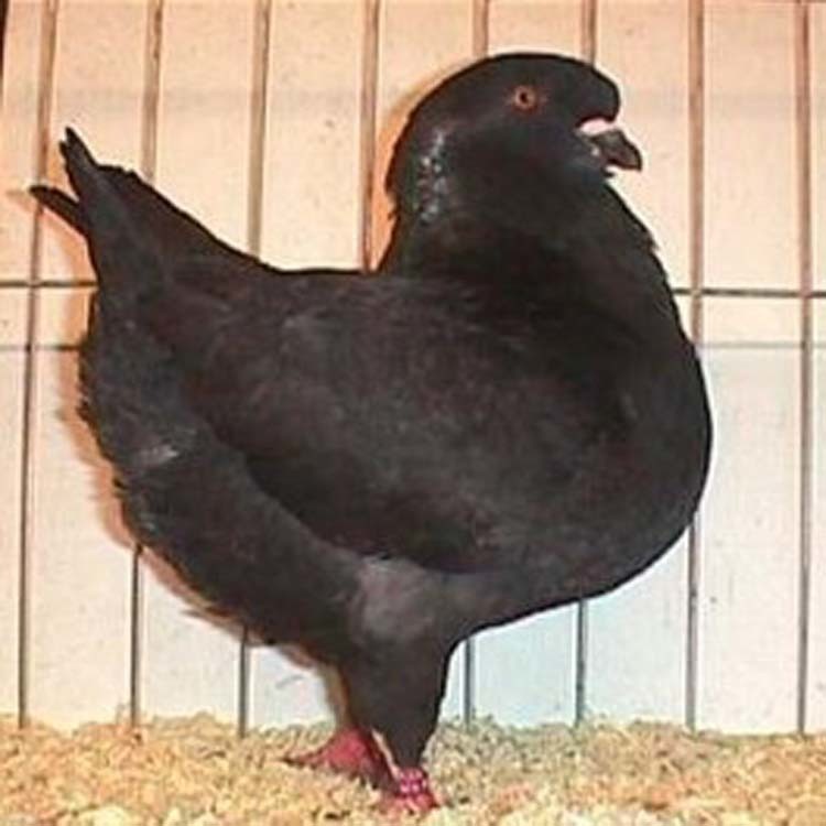 肉鸽子种鸽一对 肉鸽养殖场厂家 肉鸽青年鸽价格