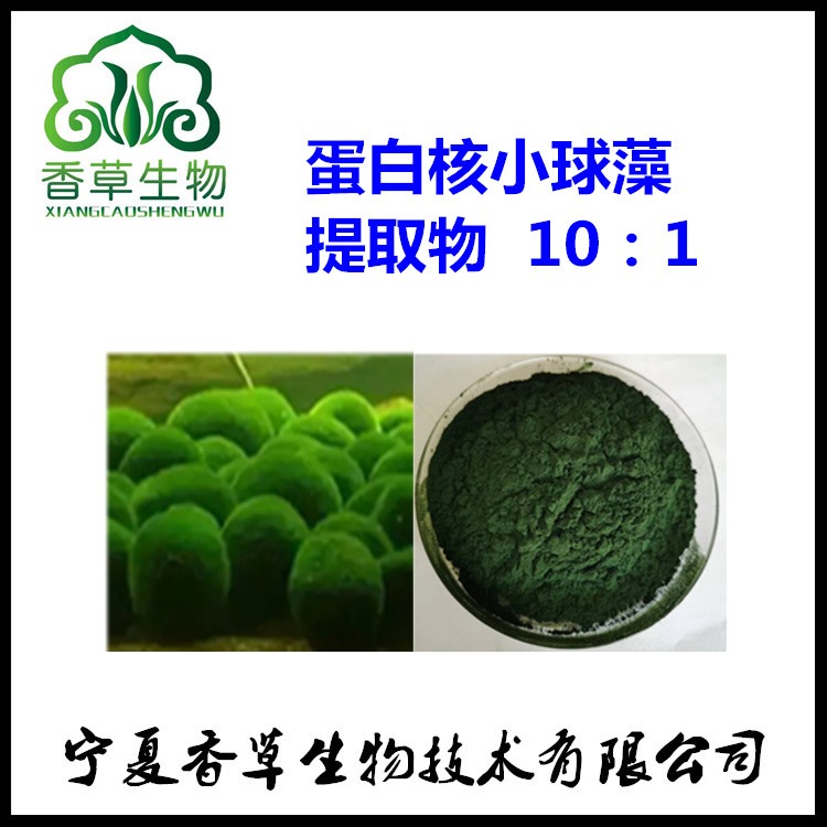 蛋白核小球藻提取物10:1 蛋白核小球藻冻干粉 蛋白核小球藻多糖图片