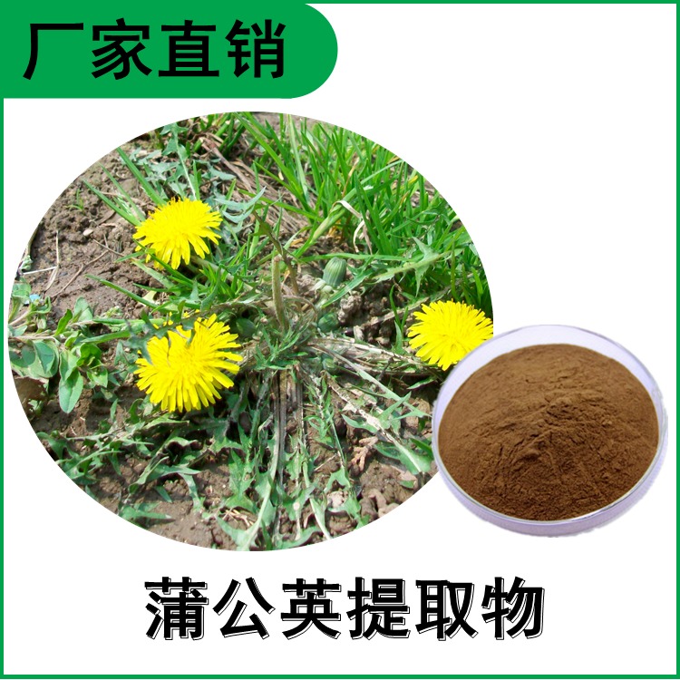 蒲公英提取物10:1 婆婆丁浓缩粉 比例提取 多种规格 全水溶 植物提取原料粉