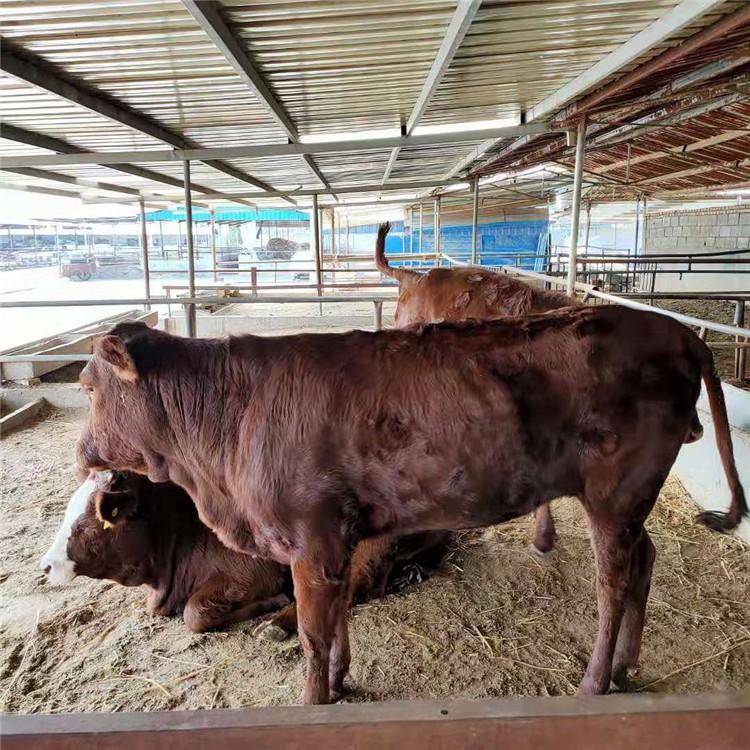 鲁西黄肉牛养殖场 厂家直供利木赞牛 2021年供应肉牛 鼎荣 成长率高