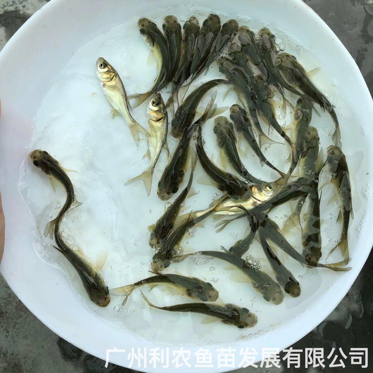 广东梅州大头鱼苗四大家鱼苗出售广东清远花鲢鱼苗养殖基地