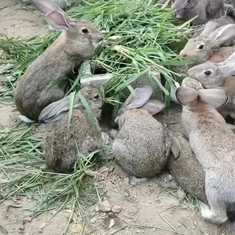 浙江种兔养殖品种 安徽肉兔养殖场 四川种兔养殖基地