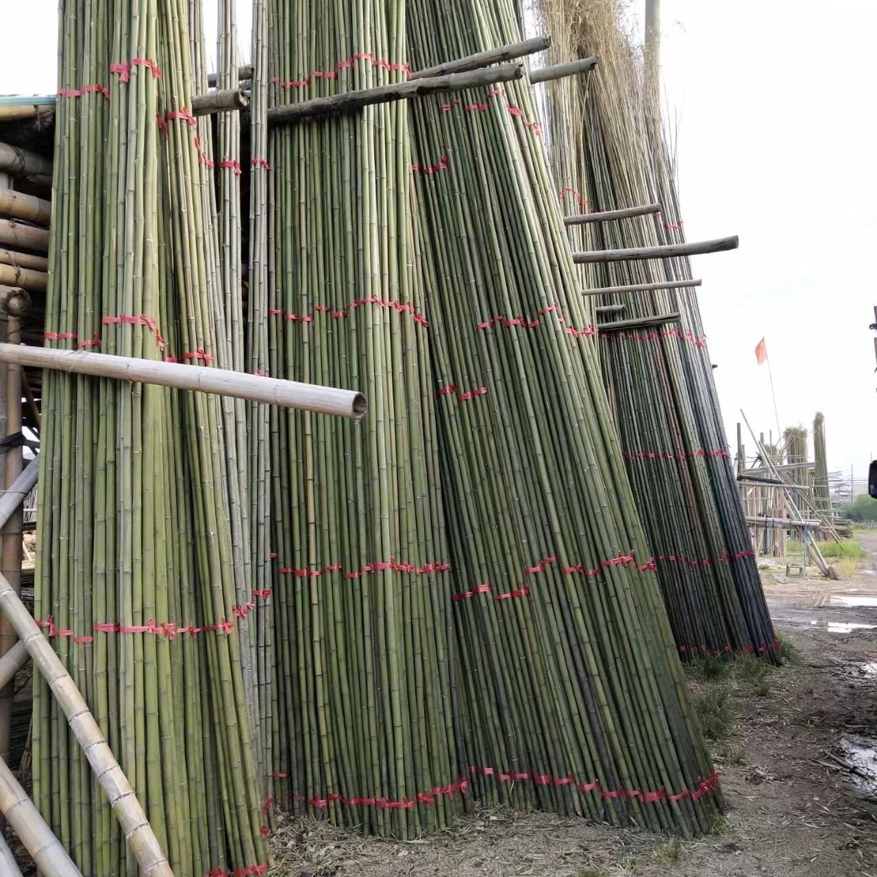 温室冷棚搭建用竹杆 工程绿化树木支撑竹竿菜架竹棍价格图片