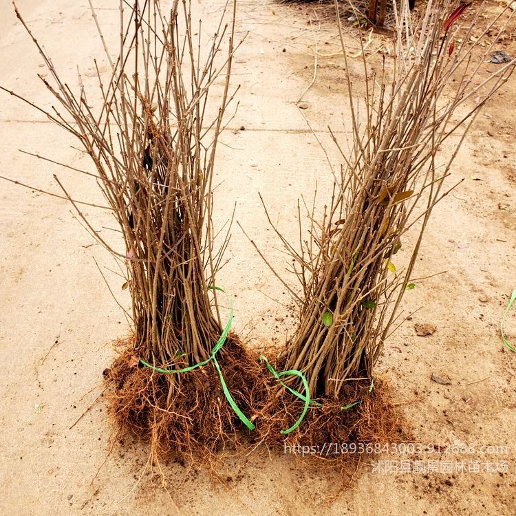 新疆苗木供应 水蜡多分枝价格 盐碱地种植水蜡绿篱 苗圃厂家