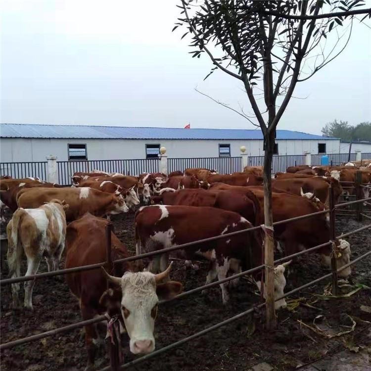 小牛崽 贵州肉牛崽价格 西门塔尔牛崽 通凯 免费运输 提供养殖技术