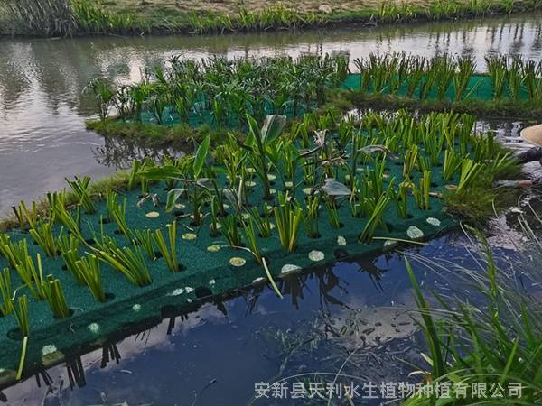 聚酯纤维漂浮湿地,水体绿化植物浮岛,生态浮床