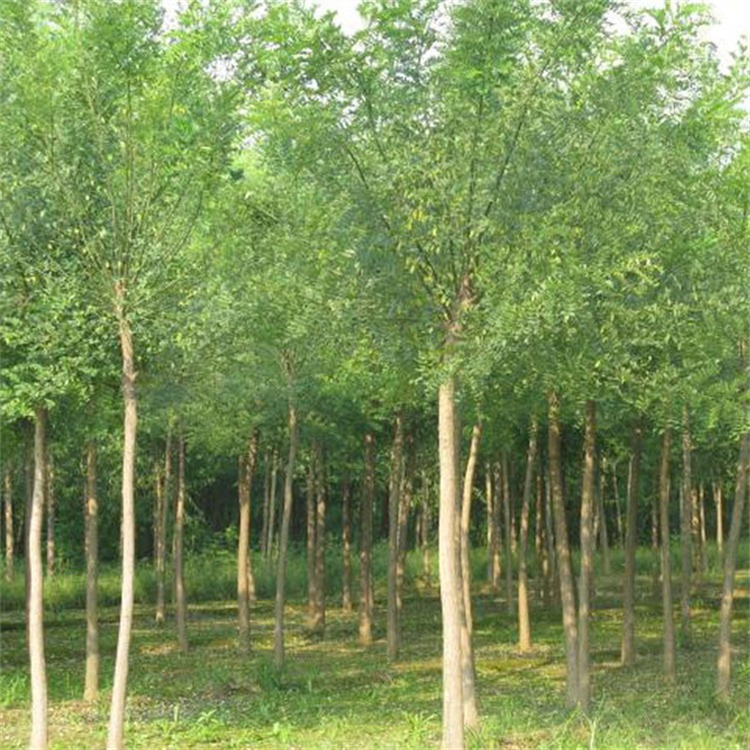 榆树苗销售 园林绿化工程苗木 可盆栽 成活率高 庭院观赏树形优美
