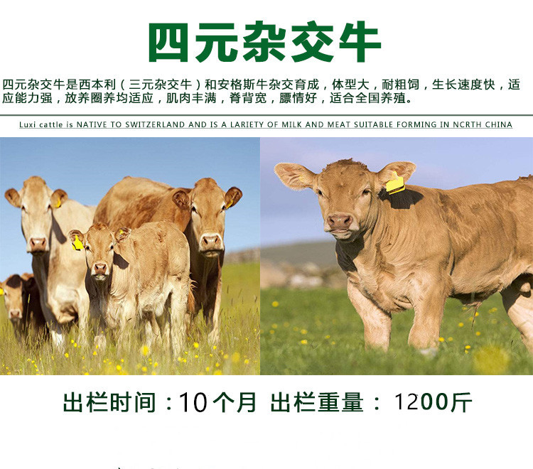大型西门塔尔牛 西门塔尔牛养殖利润分析 通凯出售示例图4