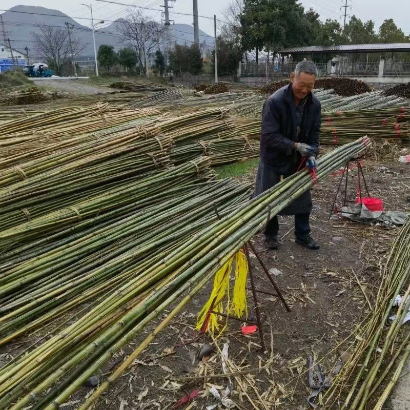 竹韵竹制品厂家 温室大棚竹竿价格便宜 9米长竹竿规格齐全长短粗细均可定制