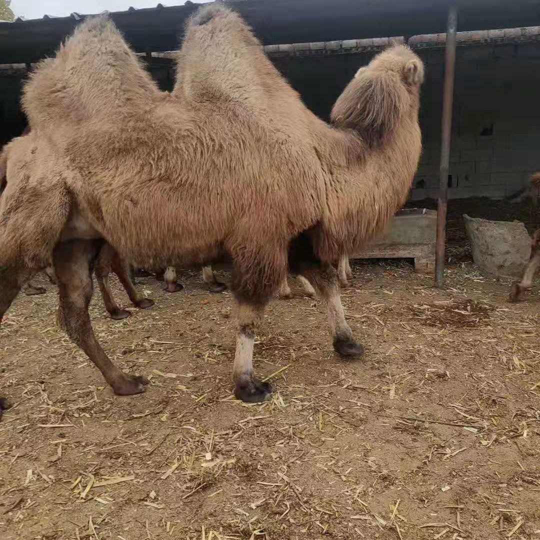 供应骆驼 乘骑骆驼价格 骆驼养殖场