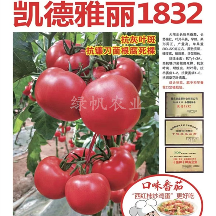 凯德雅丽1832 金辉2198 秋延越冬大粉西红柿苗 有种有苗