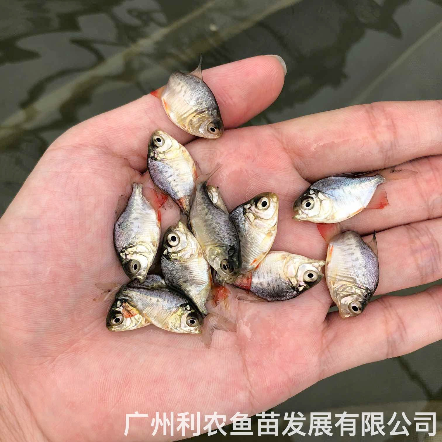 广东肇庆红鲳鱼苗出售广东佛山淡水白鲳鱼苗养殖基地
