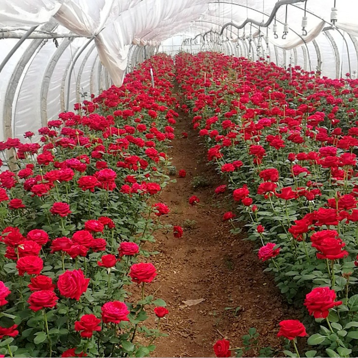 鲜切玫瑰苗 大花多花  绿化工程用玫瑰月季苗 直销批发