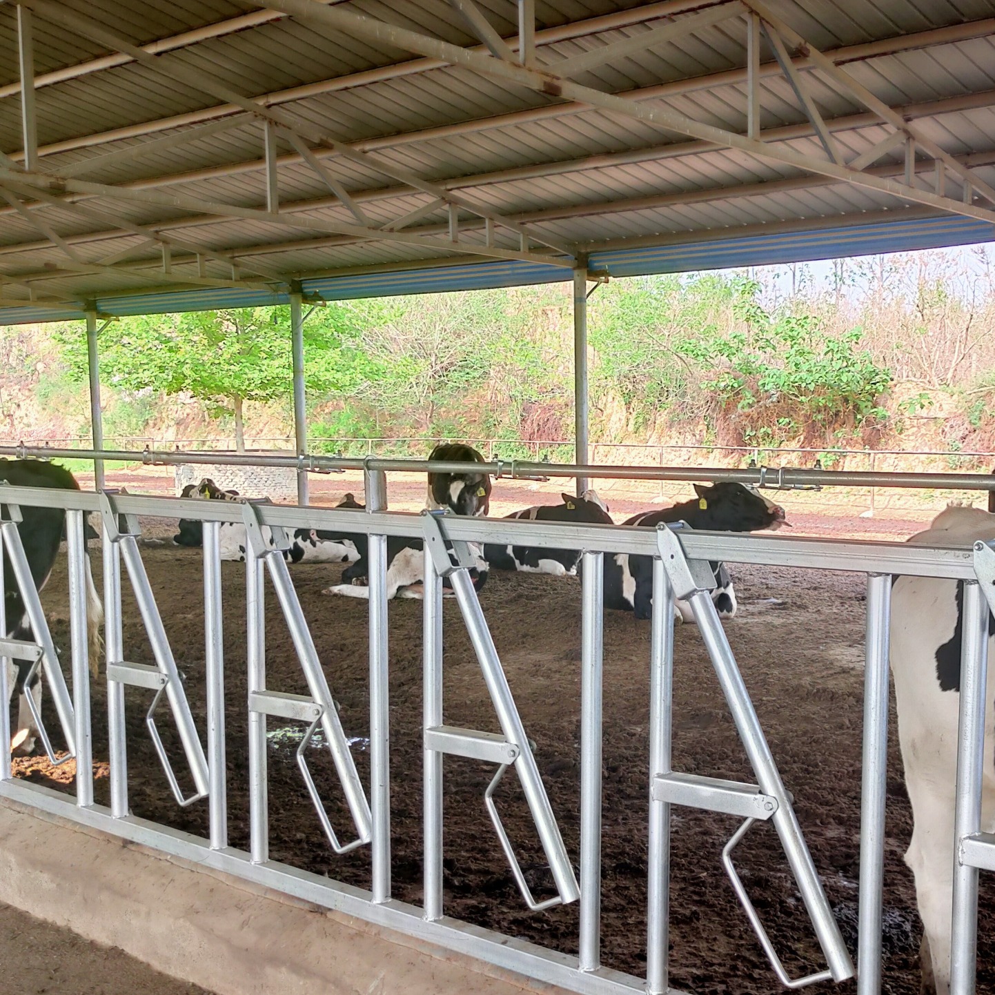 河南牛用设备生产商 自锁式新型牛颈枷 6米10位 犊牛喂食防疫固定牛只图片