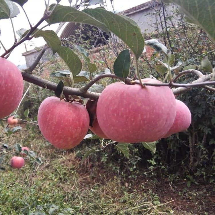圣丽君 红将军苹果树 红将军苹果树苗 苗圃基地出售