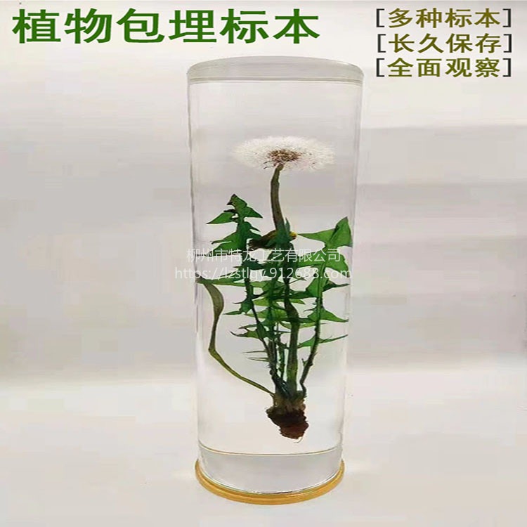 天然植物包埋标本 中药包埋标本 中药馆标本馆教学展示 保存时间长图片