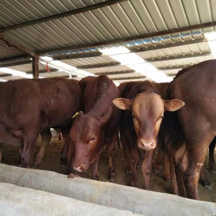 肉牛养殖场出售 山东肉牛养殖场 2021年供应肉牛 鼎荣 运输包活