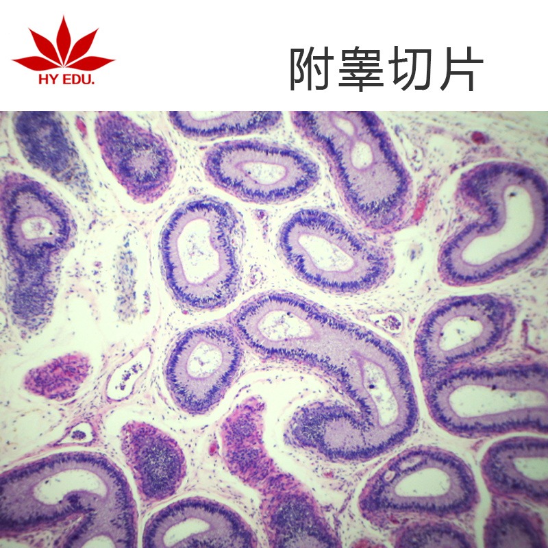 附睾切片  高教标准 显微镜玻片 组织细胞 生物切片 成像清晰