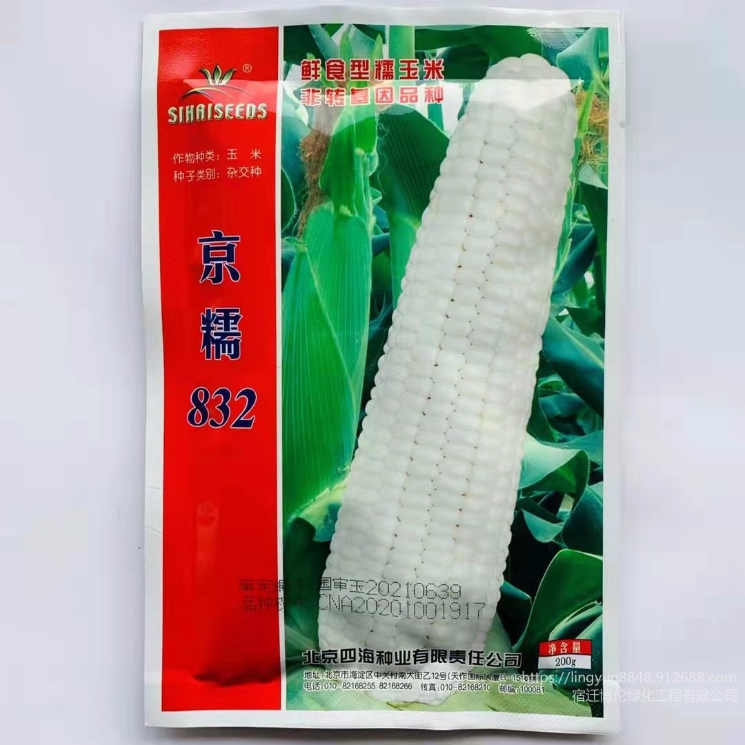博伦京糯832杂交甜玉米种子 水果玉米种子 厂家直销玉米种子价格实惠500克 量大从优
