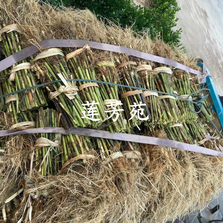 供应大型芦苇种苗  承接湿地芦苇种植 销售多种水生植物