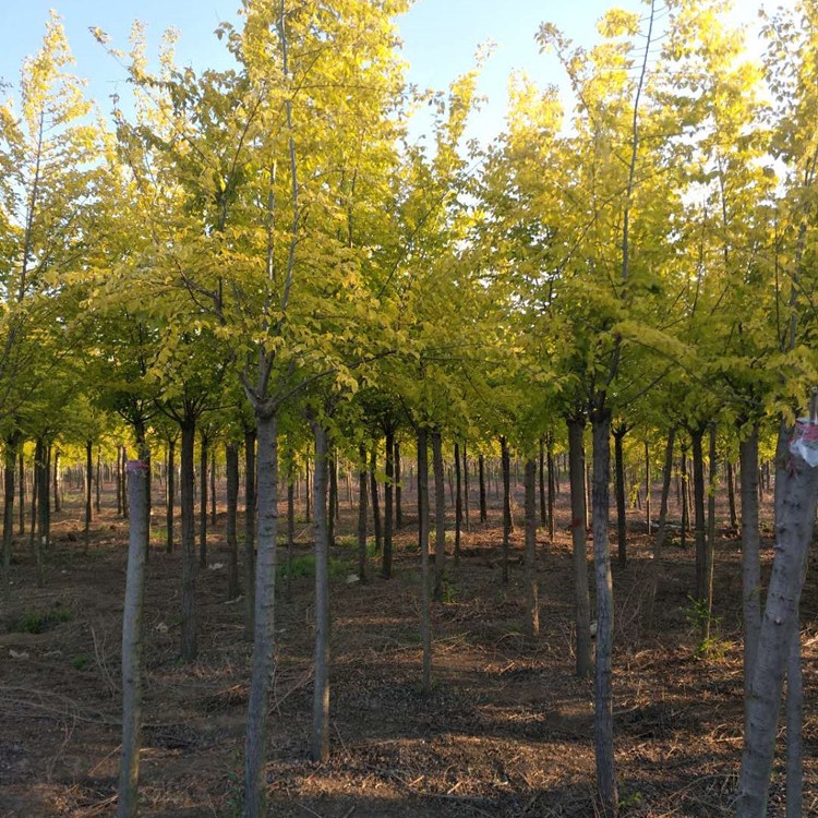 嫁接金叶榆树苗 直径5-6公分 树形优美 园林绿化工程风景树