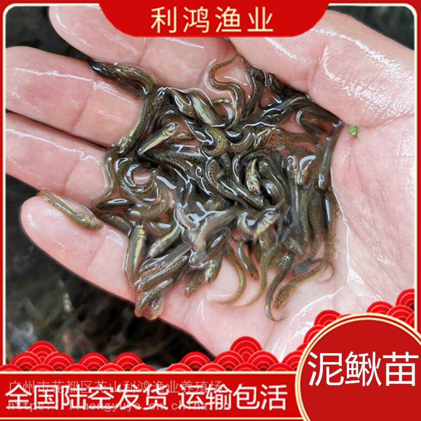 鱼苗热销台湾泥鳅苗 泥鳅鱼 鱼鳅鱼类大量批发 养殖场直供 利鸿渔业