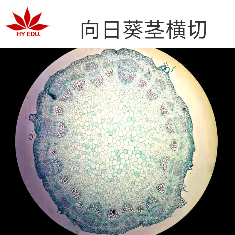 植物类 向日葵茎横切  显微镜玻片 生物切片  高教教学