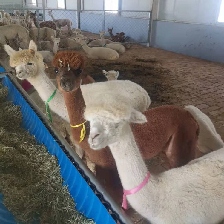 羊驼养殖场 一只羊驼幼崽价格 白色羊驼幼崽价格